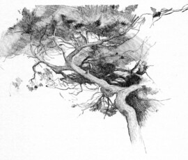 Illustration Black & White Illustration Black & White